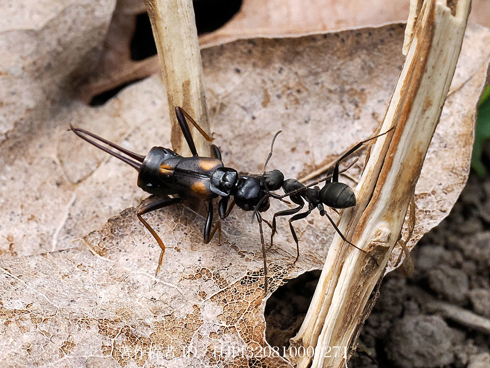 ハサミムシを運ぶクロヤマアリ