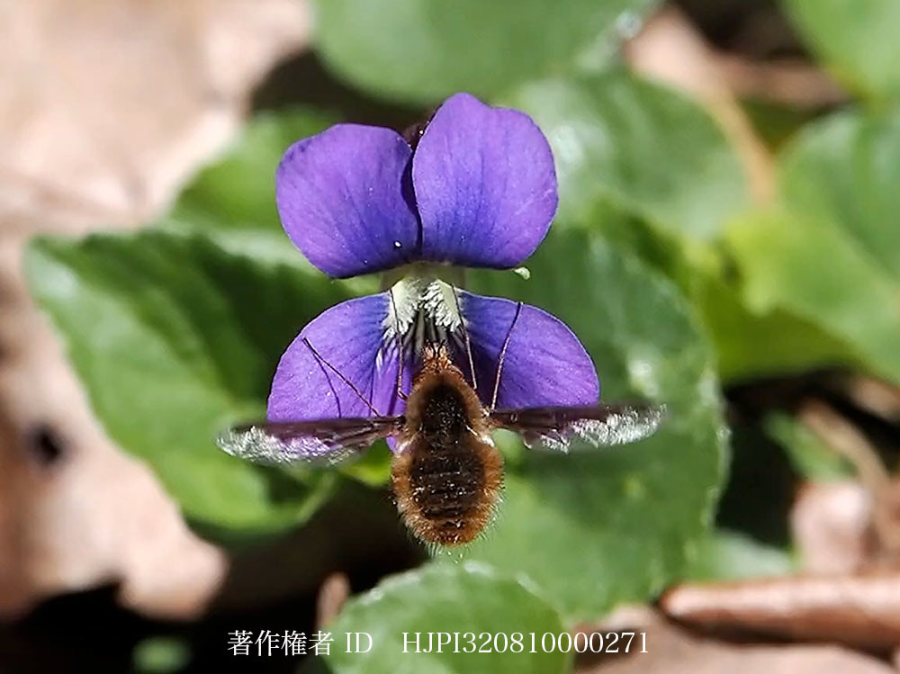 ビロードツリアブ