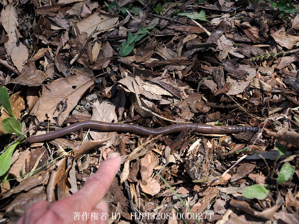 大きなミミズ　