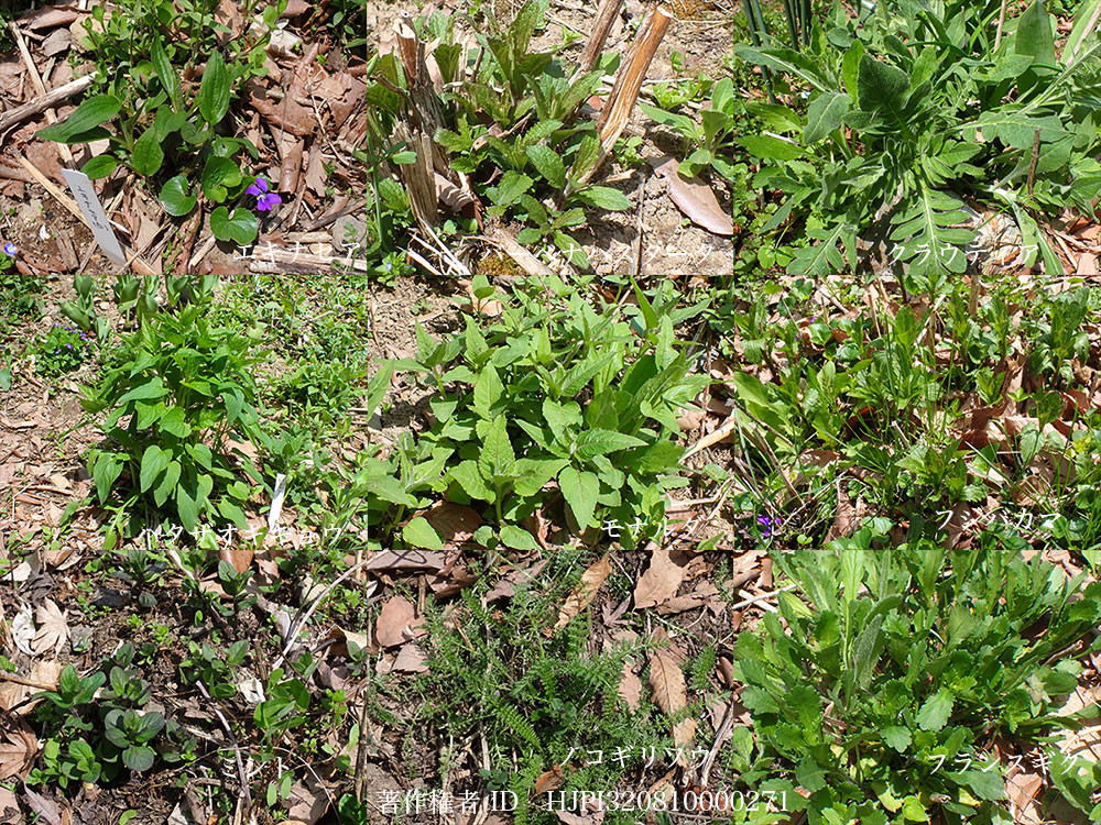庭の宿根草の芽生え　1　備忘録