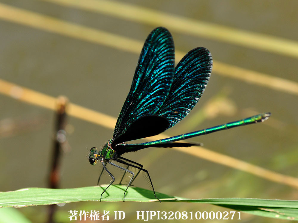 アオハダトンボの美