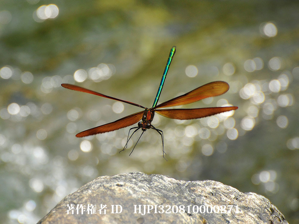 ミヤマカワトンボ