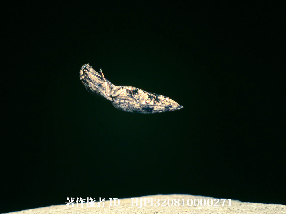 ウバタマコメツキのジャンプ