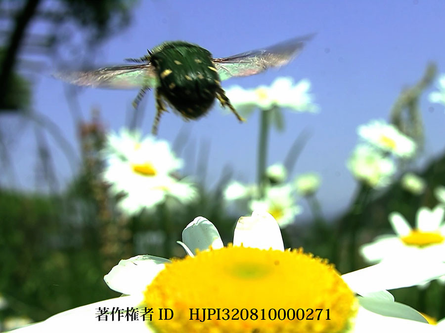 コアオハナムグリ