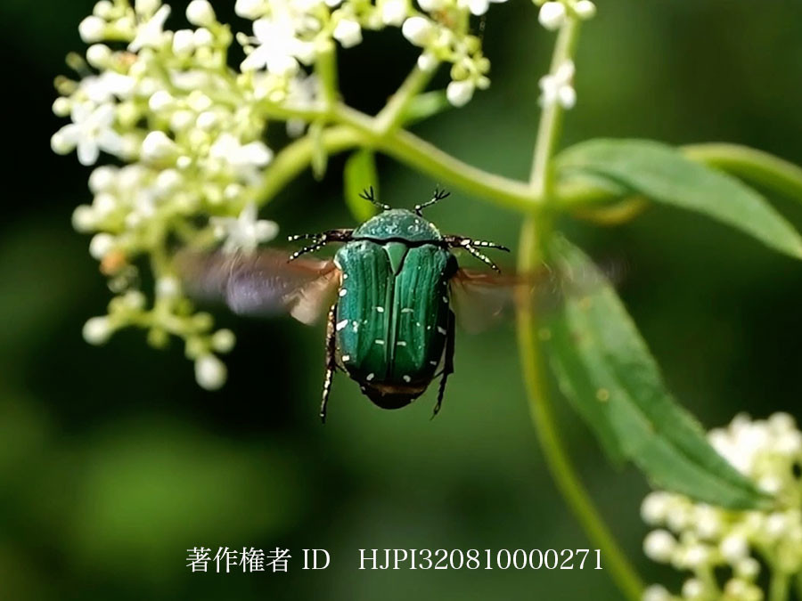 アオハナムグリのホバリング