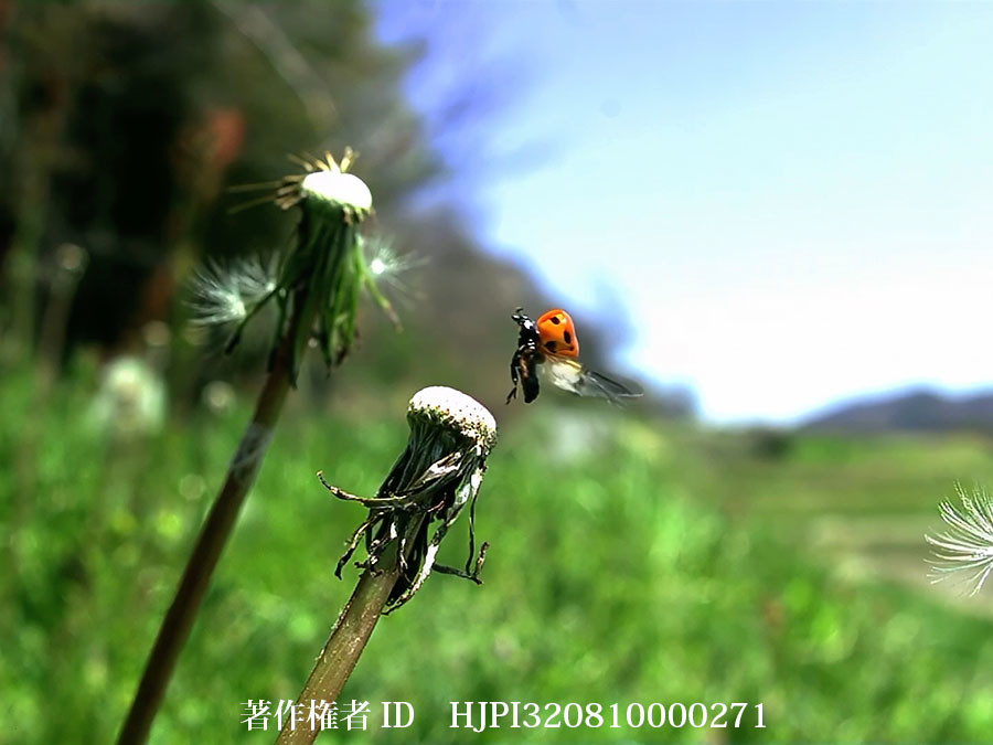 ナナホシテントウの飛翔