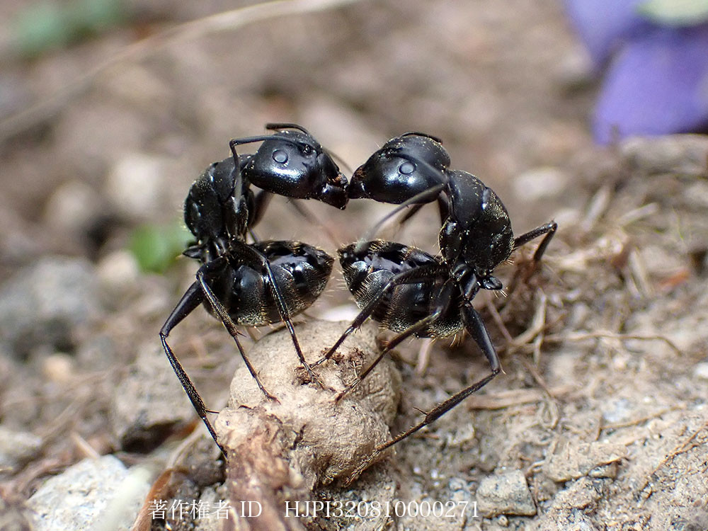 クロオオアリのコミュニケーション