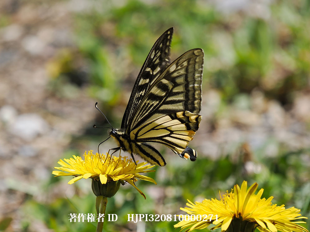ナミアゲハの春型