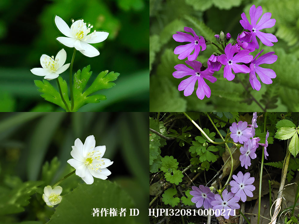 庭の野草、ニリンソウとサクラソウ