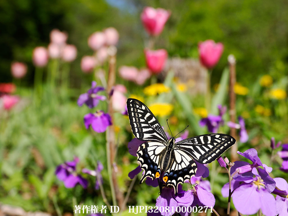 ナミアゲハの春型メス