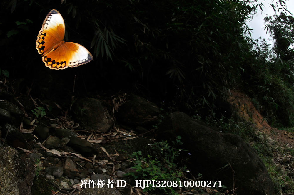 明日から雲南省へ