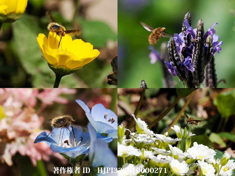 ビロードツリアブが来た花