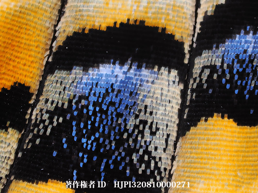 ナミアゲハの鱗粉