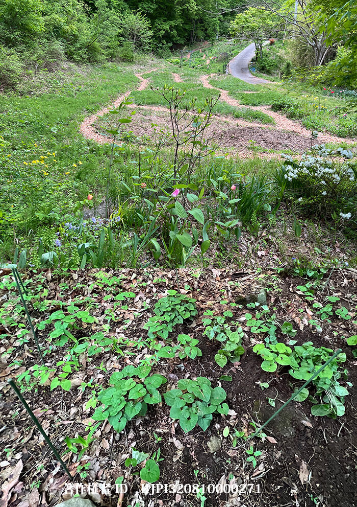 庭の花壇と草地にチップを敷いた