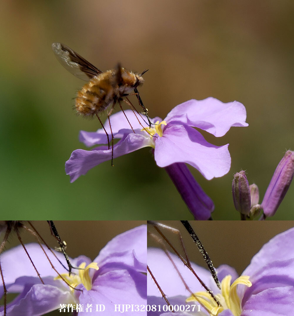 ビロードツリアブの口