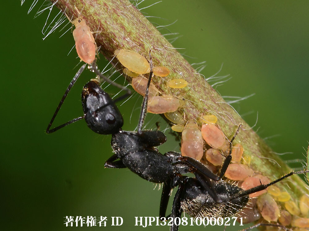 アブラムシの排泄物を吸うクロオオアリ