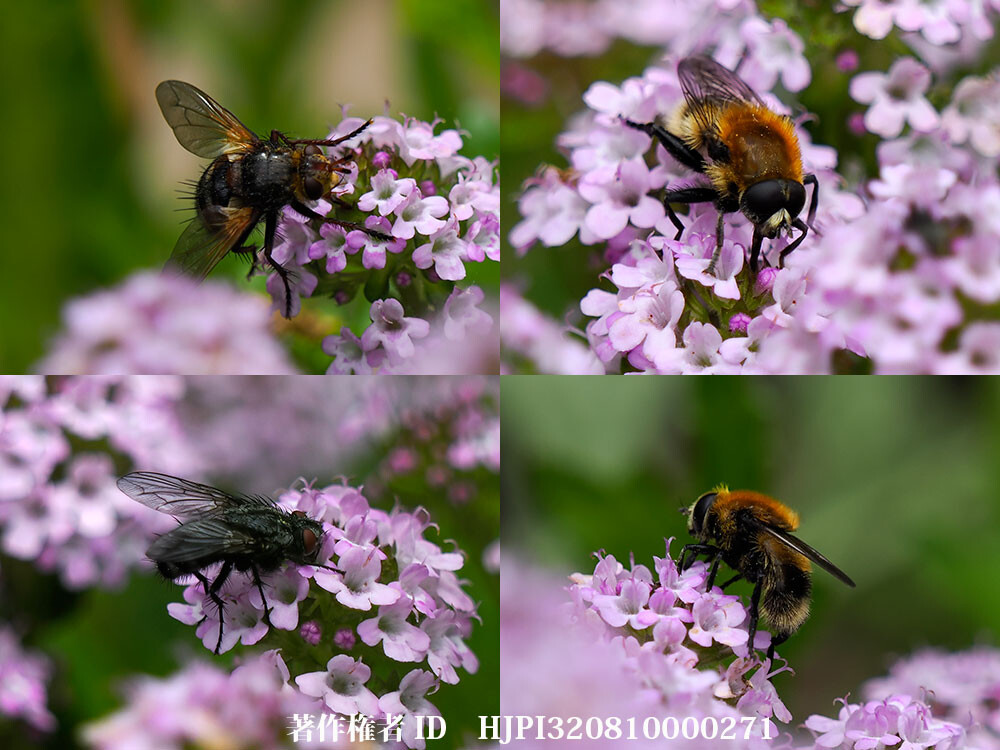 3年前から増えたハナアブ、スイセンハナアブ