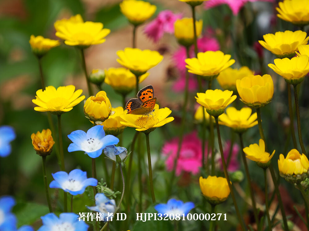 ベニシジミの写真を撮る