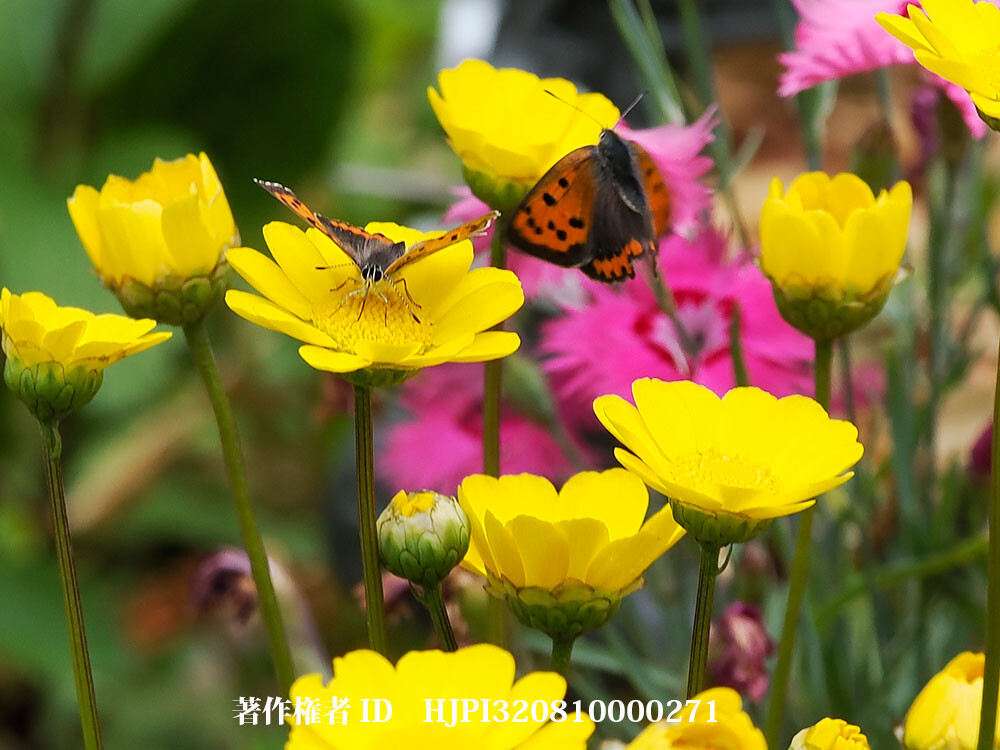 ベニシミの写真を撮る2