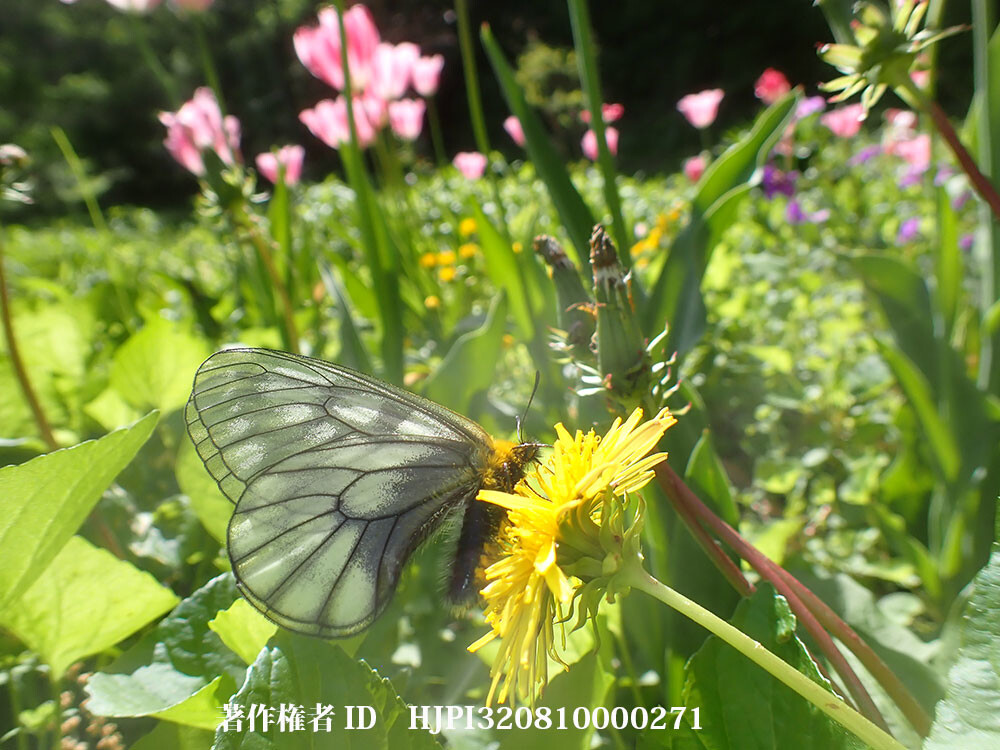 ウスバシロチョウのメス