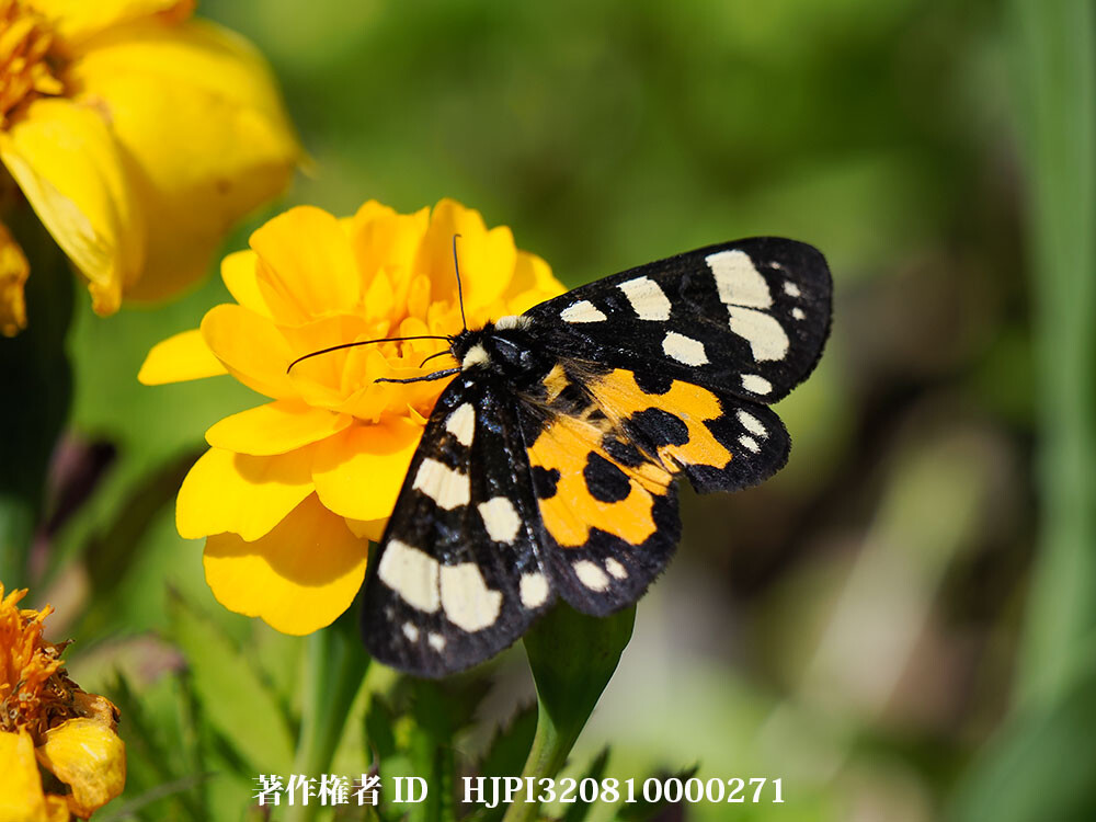 マリーゴールドの花の蜜を吸うトラガ