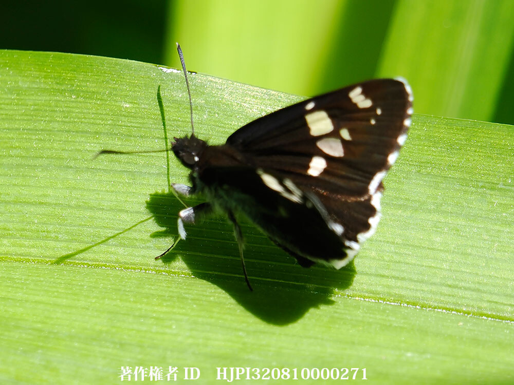 ダイミョウセセリ