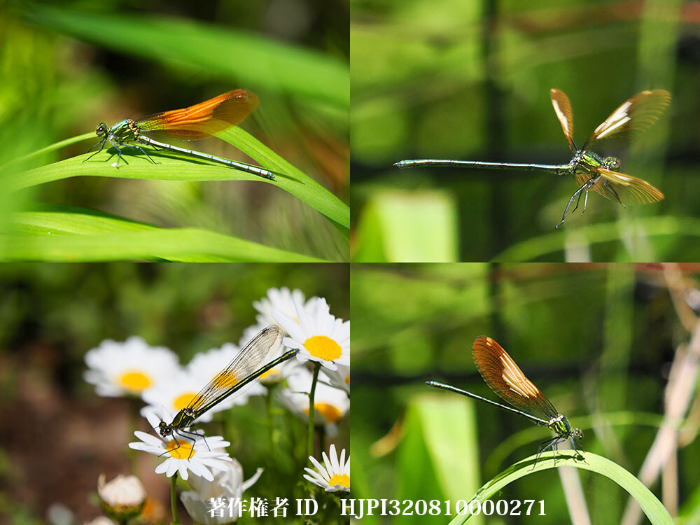 庭のカワトンボ