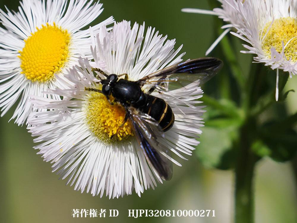 ハチに似アブ（ススバネナガハナアブ？）