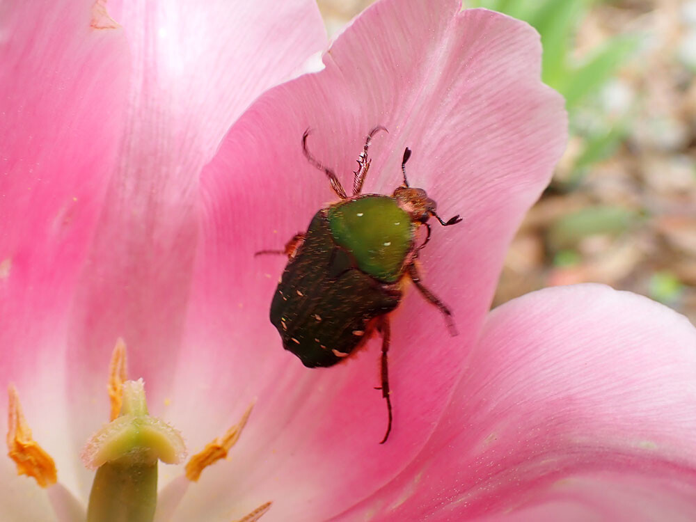 チューリップの花にアオハナムグリがいた