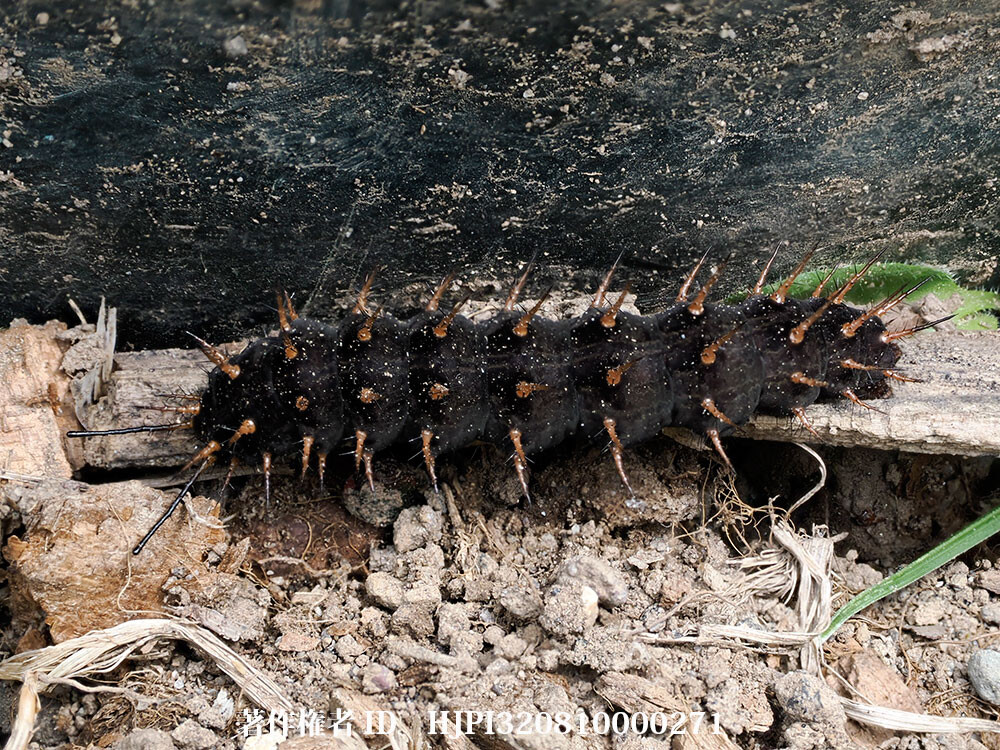 グロテスクなメスグロヒョウモンの幼虫