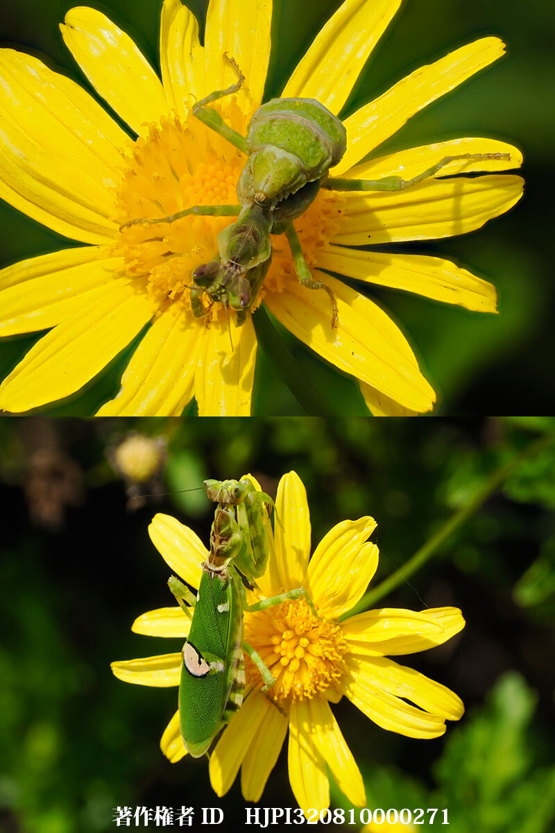 ハナカマキリの仲間　Creobroter nebulosa