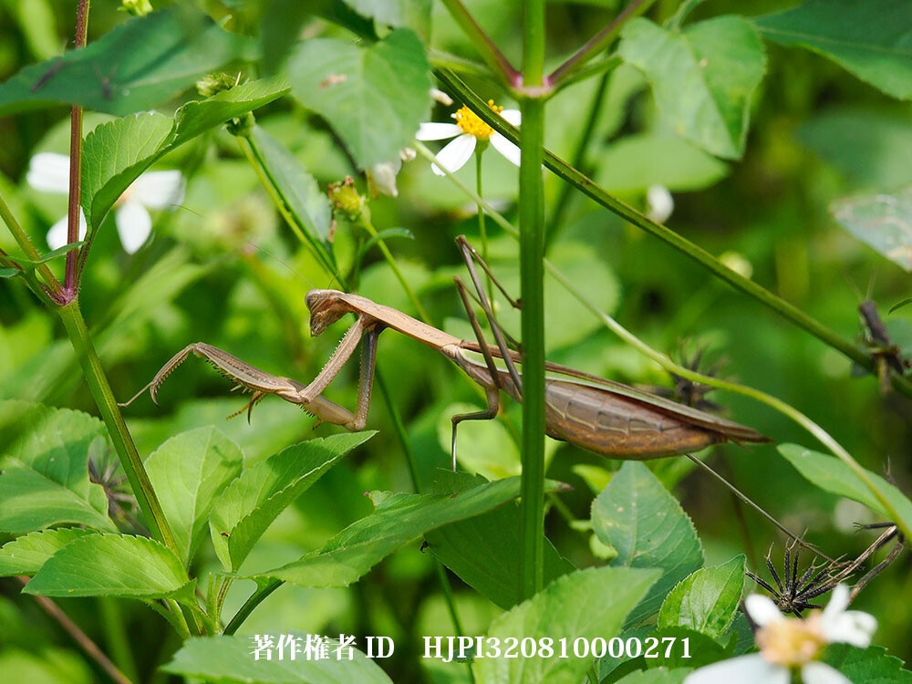 ウンナンオオカマキリ