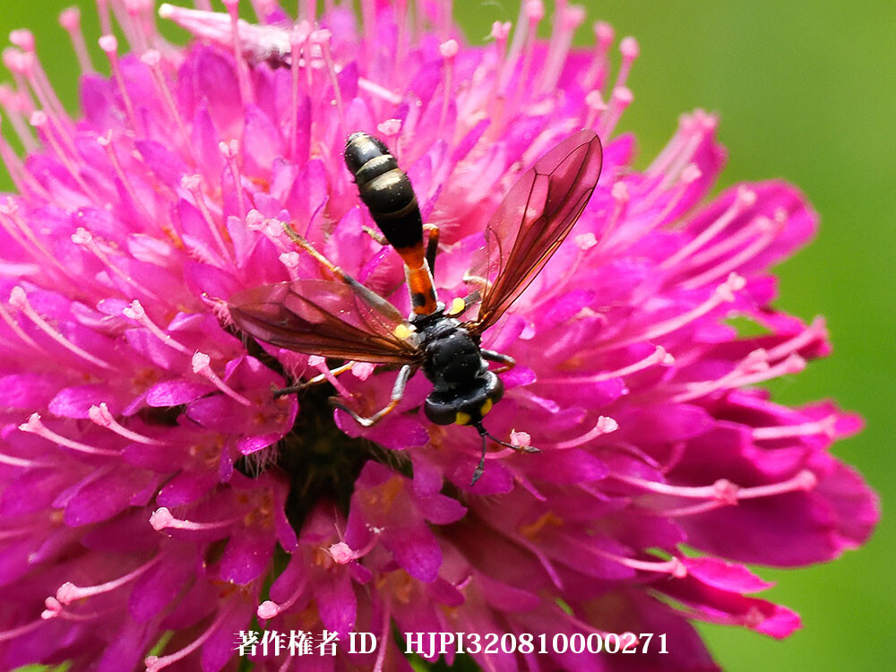 ハチそっくりなアブ