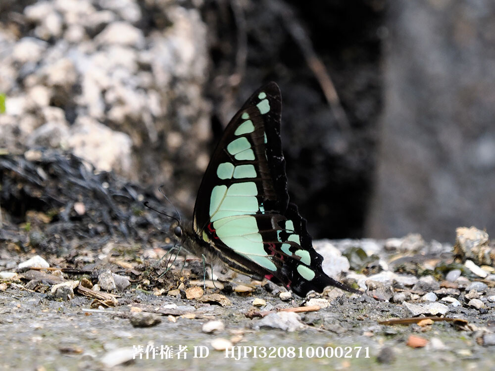 タイワンタイマイ　雲南省