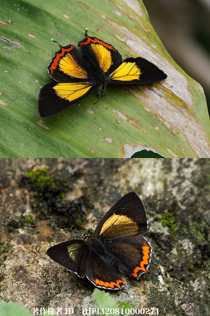 色が変わるキンイロウラフチベニシジミ　Heliophorus brahma major 雲南省