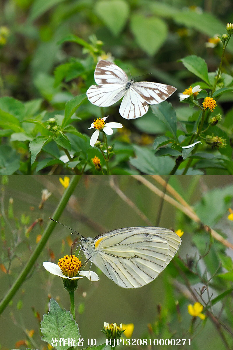 雲南省のヤマトスジグロシロチョウ