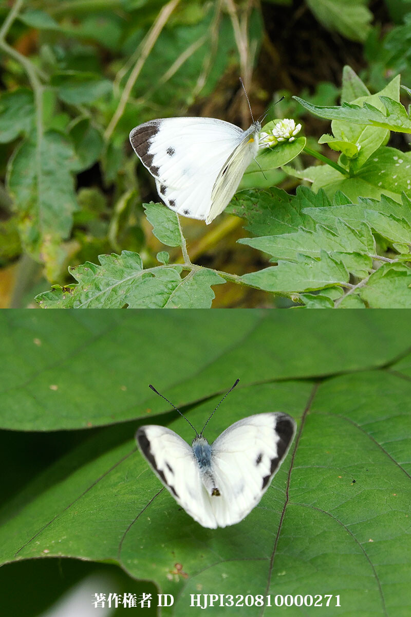 タイワンモンシロチョウ　雲南省の蝶