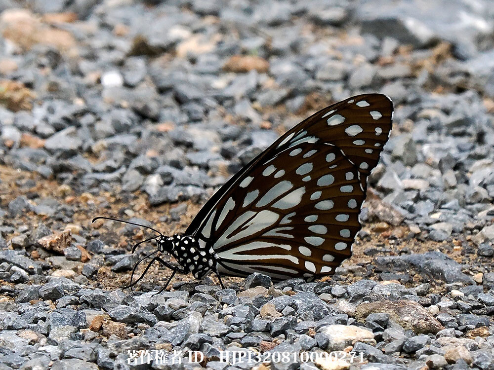 ウスコモンマダラ　Tirumala limniace