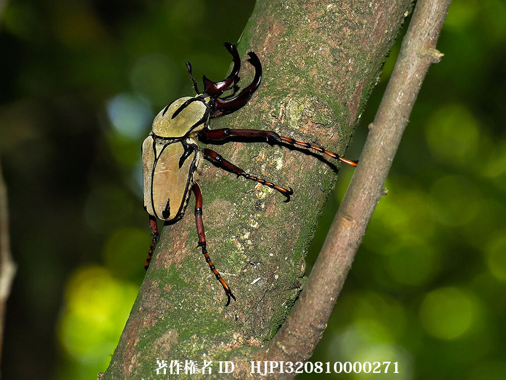 ワリックツノハナムグリ　Dicronocephalus wallichii