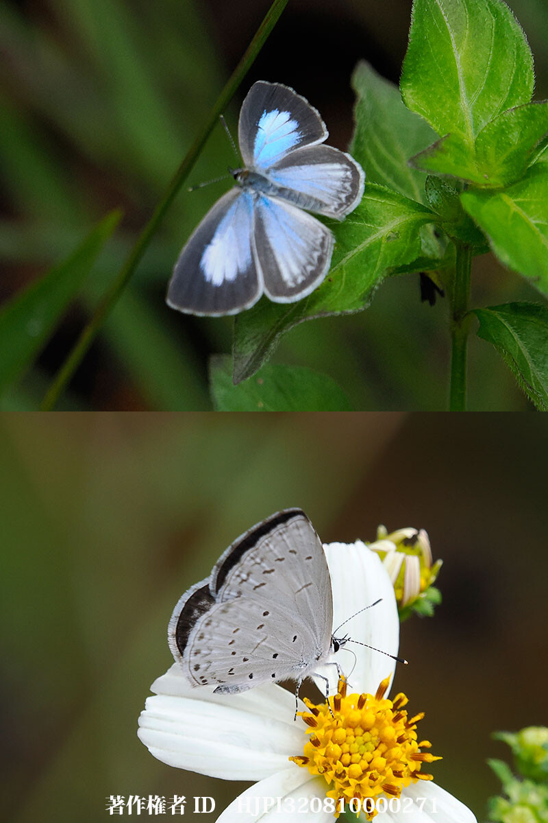 雲南省のルリシジミ　Celastrina argiolus