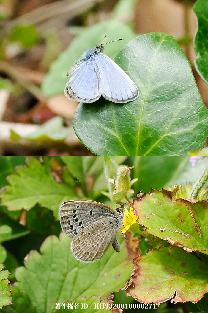 雲南省のヤマトシジミ