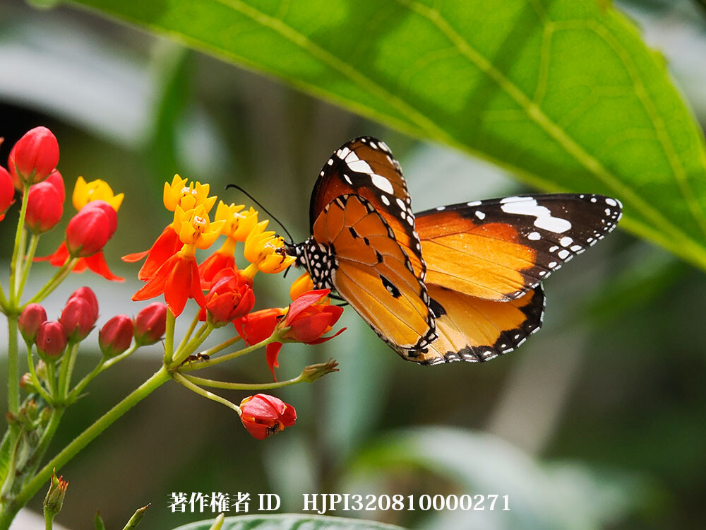 雲南省のカバマダラ