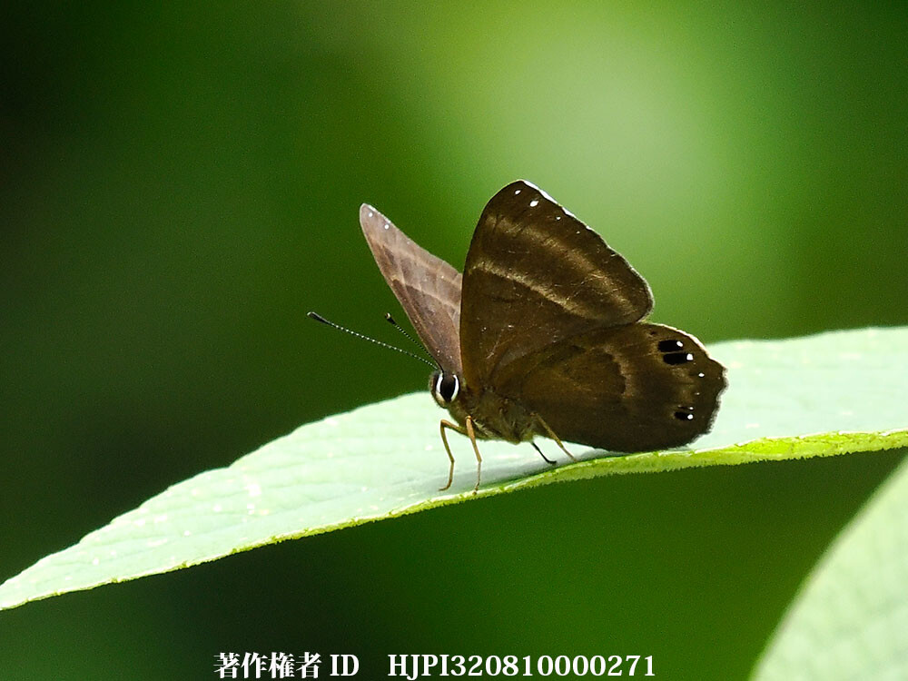 ハイイロシジミタテハ Abisara freda 雲南省の蝶