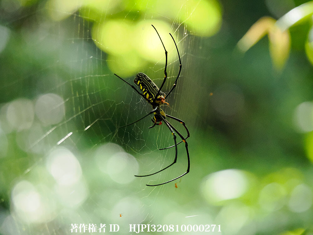 オオジョロウグモ