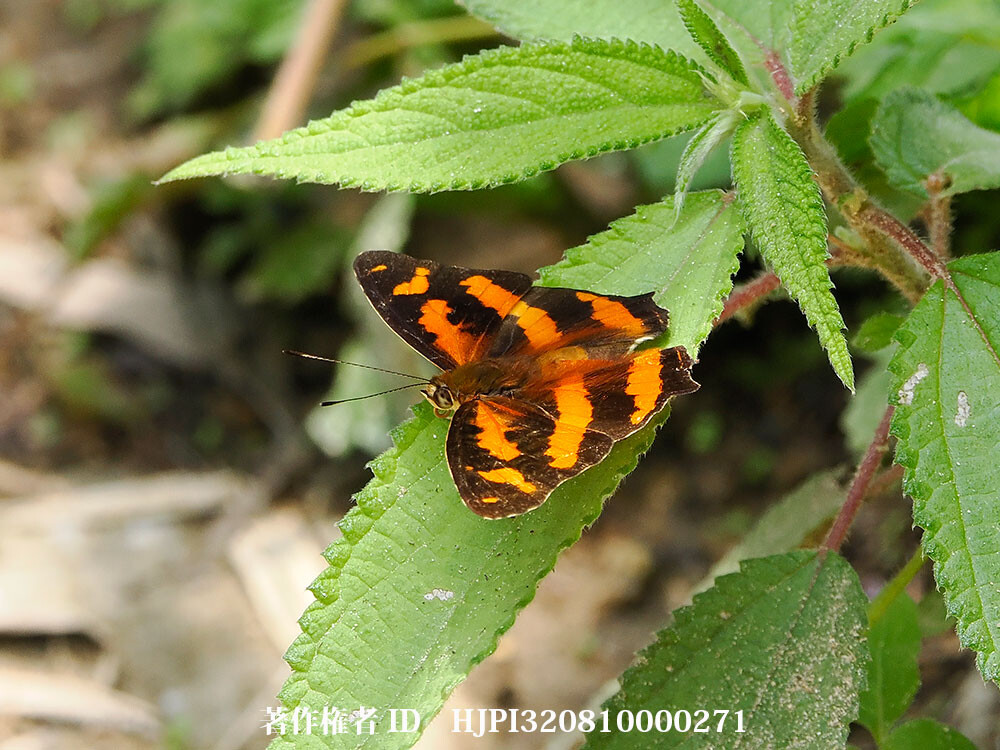 雲南省のヒメキミスジ