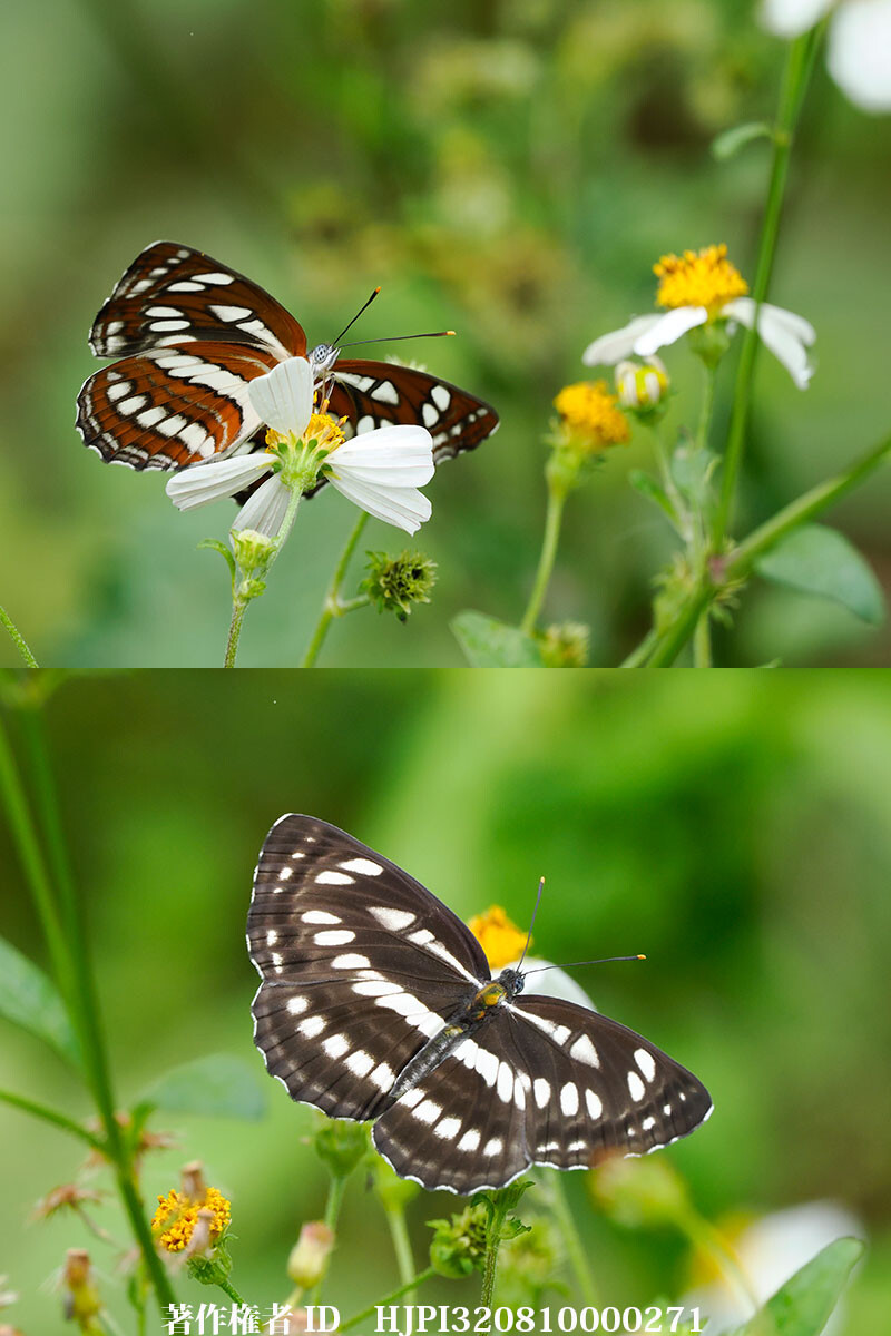 雲南省のリュウキュウミスジ