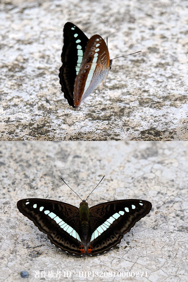 アオオビイチモンジ　Sumalia daraxa 雲南省の蝶