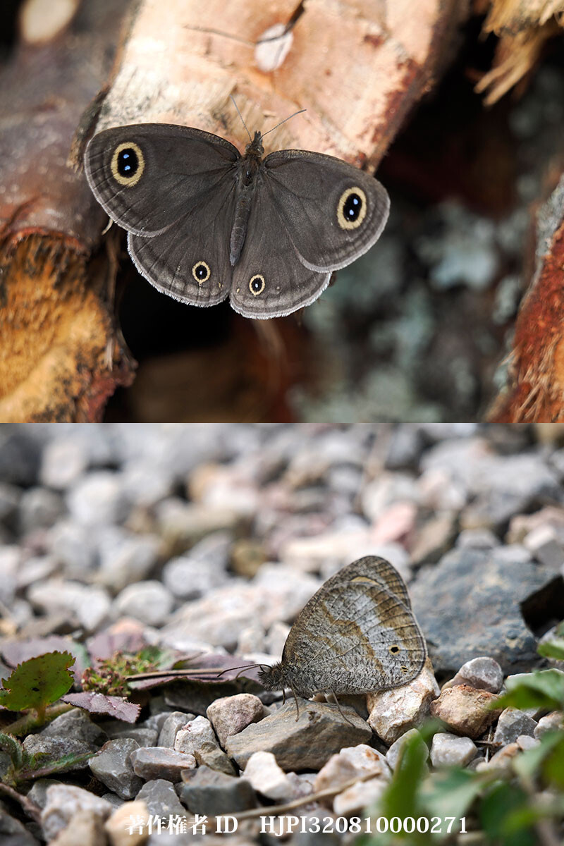 ウラナミジャノメの仲間　雲南省の蝶