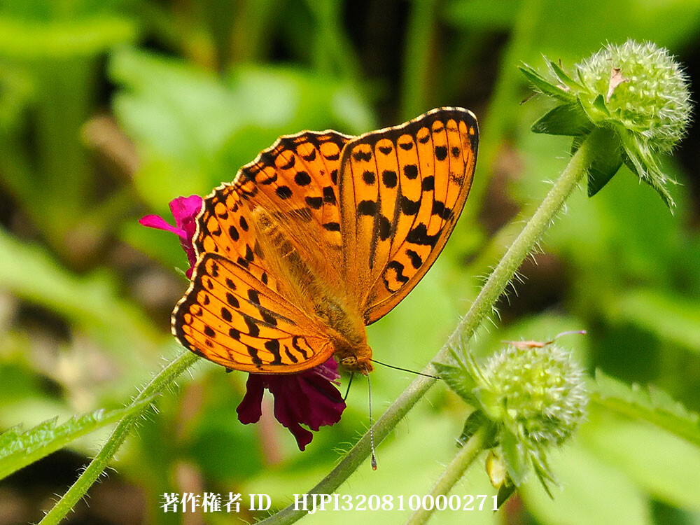 ようやくウラギンヒョウモンが現れた。