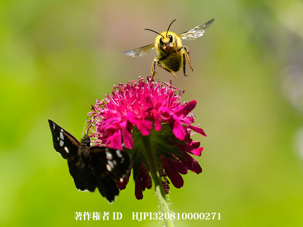 もふもふのコマルハナバチのオス